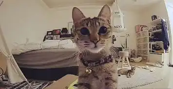 监控器拍下独自在家的猫,主人看完居然要丢猫了

