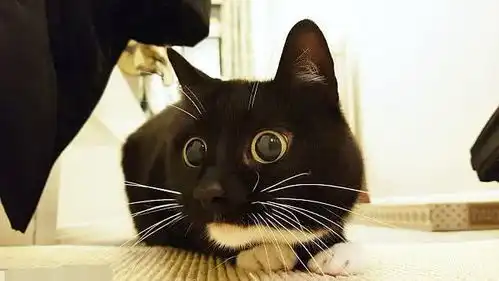 猫界最佳cosplay得主,一起来围观吧
