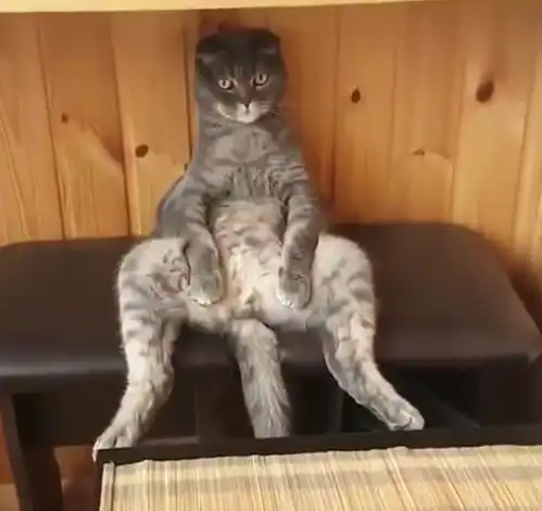 猫咪听到主人说要带它去做绝育,它立马懵了,脸上写满了不爽
