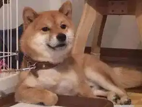 真猫奴上线,柴犬吸猫上瘾5年捡回家14只猫
