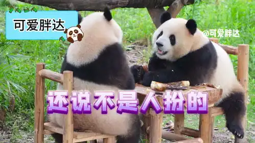 每次看见川渝熊猫上桌,总有种进了棋牌室的感觉
