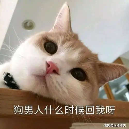 表情包图片威胁,今晚要在你腹肌上蹦迪
