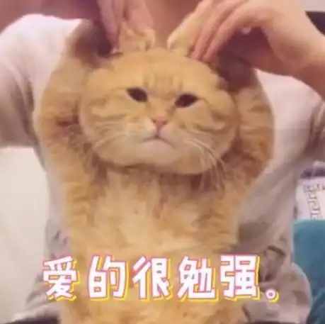 橘猫地震前踩醒主人噬元兽威武,来拯救地球人啦
