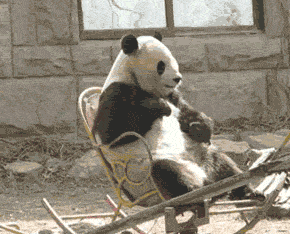 搞笑gif段子不对,刚才好像刨了屎
