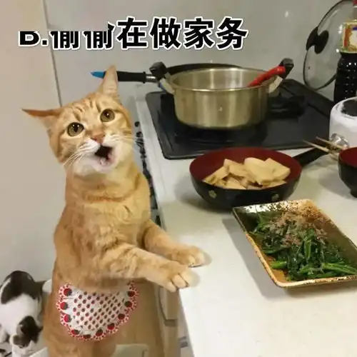 沙雕猫考试你知道是什么吗
