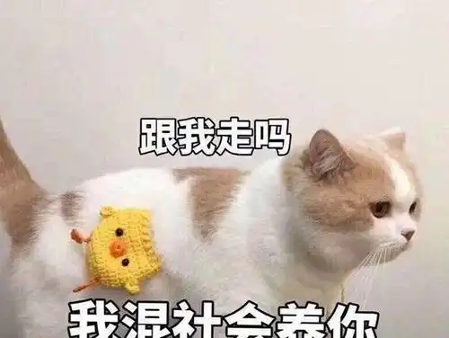 很社会的橘猫表情跟我走吗我混社会养你
