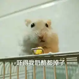 这个仓鼠叫什么可以把表情包发给我吗,谢谢
