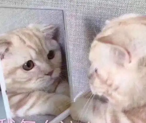 猫尝不出甜味,喵星人说出来你可能不信,只因我本身就甜
