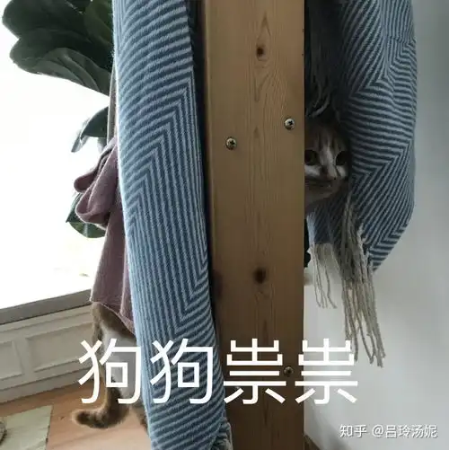 有没有沙雕橘猫的头像或表情包
