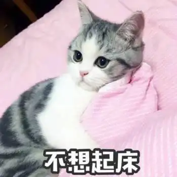 喵星人表情包孽畜,看我喵喵拳
