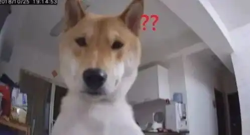 装了个监控想监视狗砸,结果刚打开,就被狗砸反监视了...
