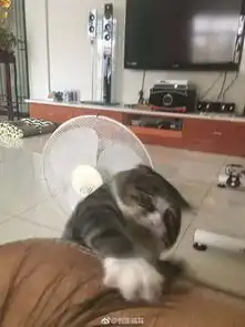 主人逗猫时拍下的照片,果然养猫后表情包都不缺了
