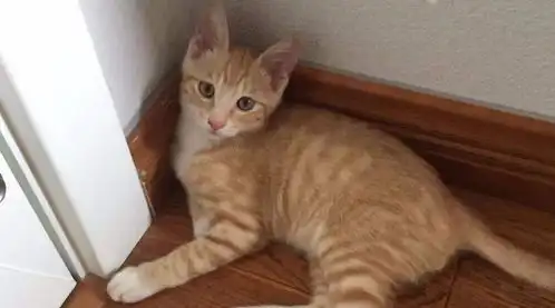 主人自制冷气管,却被橘猫占了位子,网友你这样会挨揍的知道吗
