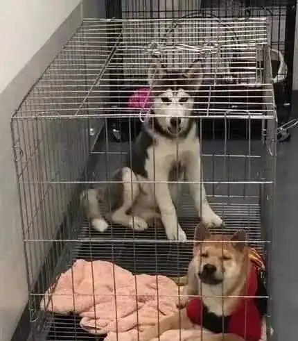 柴犬与二哈同笼生无可恋,最后被活活逼成表情包
