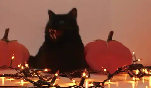 这些图片证明,每一只猫猫狗狗都有沙雕潜质
