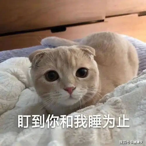 搞笑表情包盯着你,直到永远
