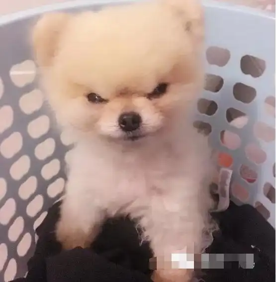 主人是不是欠了狗子八百包小饼干这表情是要准备打架了吧
