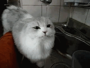 猫要是沙雕起来,每一帧都是表情包
