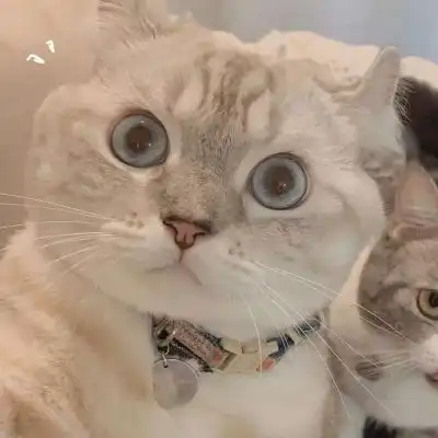 沙雕可爱猫咪头像
