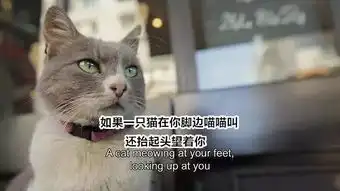 如何判断一只猫对你真有感情还是只为了混口饭吃
