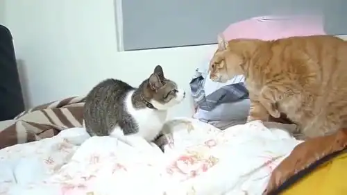 两只猫打架,橘猫的表情全是戏,承包了我一天的笑点
