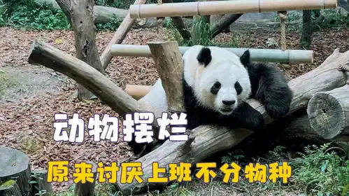 讨厌上班不分物种,大熊猫到点就走从不加班,好好的狼却像个咸鱼
