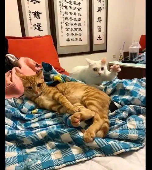 白猫伸爪子想要偷袭橘猫,正好被主人拍下来,表情好有戏
