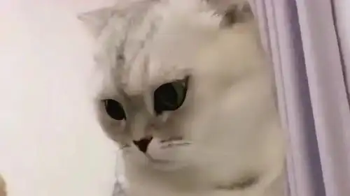 当铲屎官在猫咪面前吃榴莲,在它心里的地位大大降低,不信你试试自己家的猫
