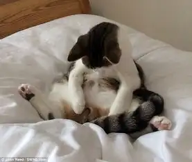 一只被阉割的猫
