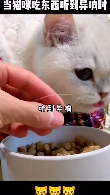 当猫咪吃东西听到异响,表情太可爱了,有被瞬间萌到
