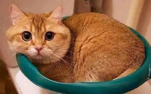 中华田园猫的品种你知道几个呢
