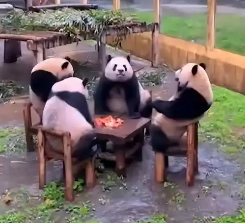 有趣的一幕四只大熊猫凑一桌干饭像在打麻将
