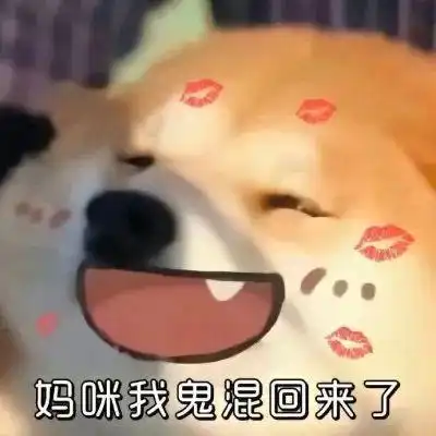 超可爱狗狗表情包啊这你礼貌吗
