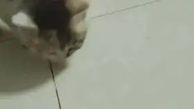 一只表情凶狠狠的橘猫猫
