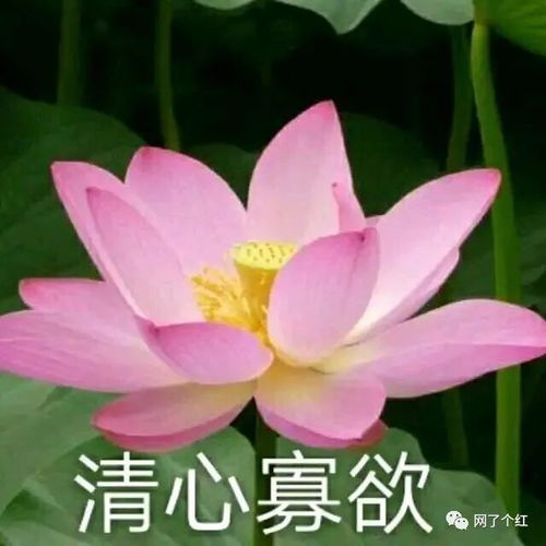 当代年轻人越来越佛系的原因内容过于真实
