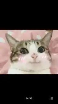 猫的这个表情包
