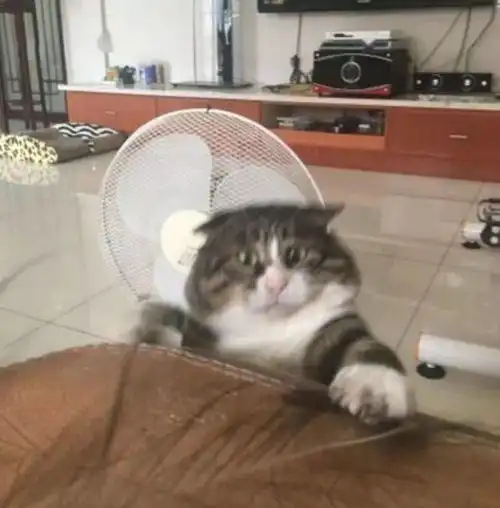 胖猫快从床上掉下去了,神情狰狞求主人相助,这演技不走心啊
