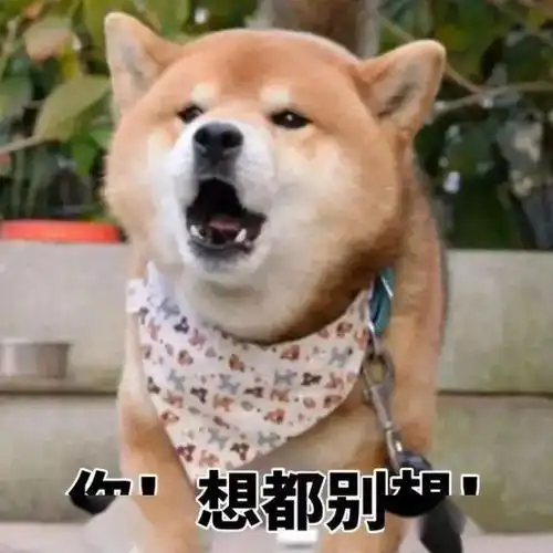网红狗柴犬好不好养最全的养柴犬的优缺点
