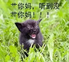 喵喵凶狠斗图表情包
