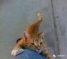 原来,如果猫在你脚边喵喵叫,还抬起头望着你,那它应该就是...
