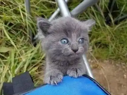 猫咪肚子饿想偷鱼吃,结果被发现了,还把自己搭了进去
