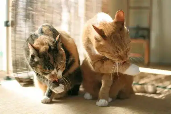 公猫的第一次重要吗猫咪繁殖冷知识上篇
