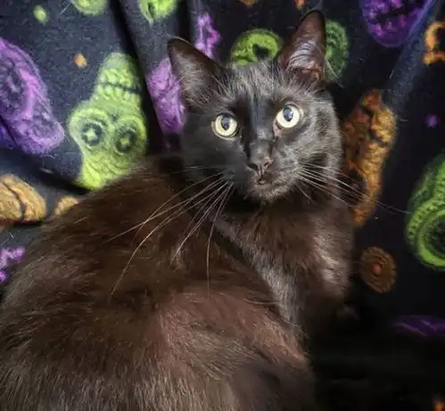 那些丑萌丑萌的猫表情,你家猫咪做过嘛
