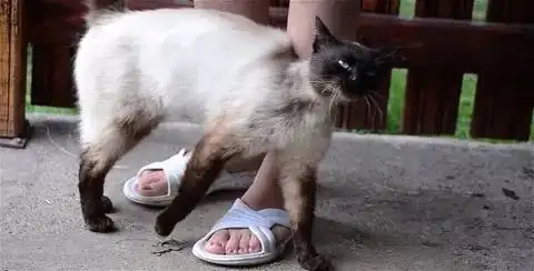 今天,猫咪蹭你了吗
