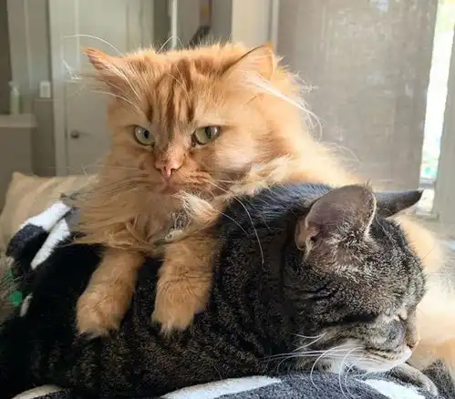 老猫去世让橘猫很伤心,却又见主人另寻新欢,表情逐渐严肃了
