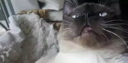 身为猫奴的我竟不知道这个
