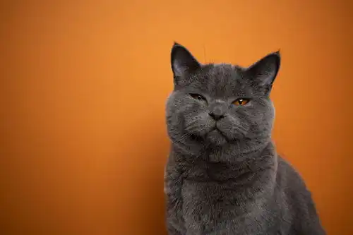 点击来源直接获取大图文件英国短毛蓝猫做着滑稽的表情,看起来生气或怀疑,橙色背景下的肖像,有留白空间摄影搞笑猫猫高清大图
