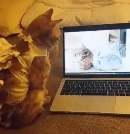 铲屎官给橘猫放猫片,猫咪一脸生无可恋的表情,让人笑喷
