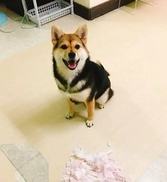 做坏事被抓个正着柴犬双眼惊讶盯镜头咦怎么会知道
