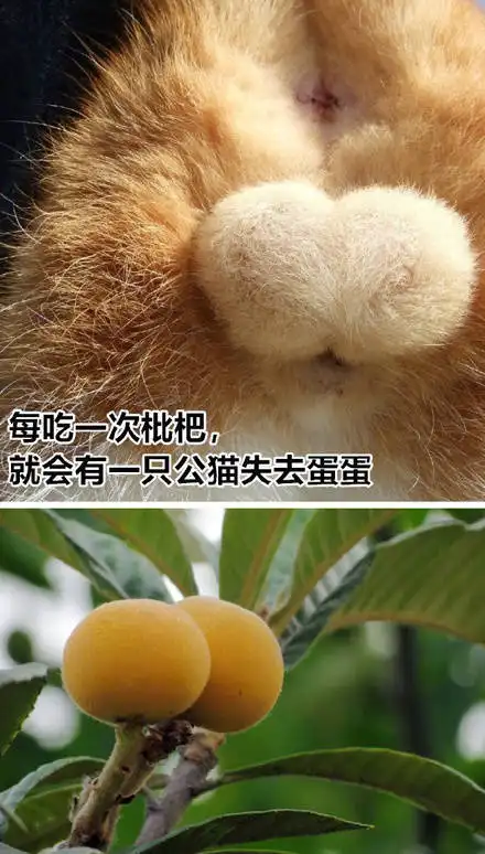我学汽修的说你是备胎就是备胎熊猫头斗图表情包备胎汽修我学斗图表情
